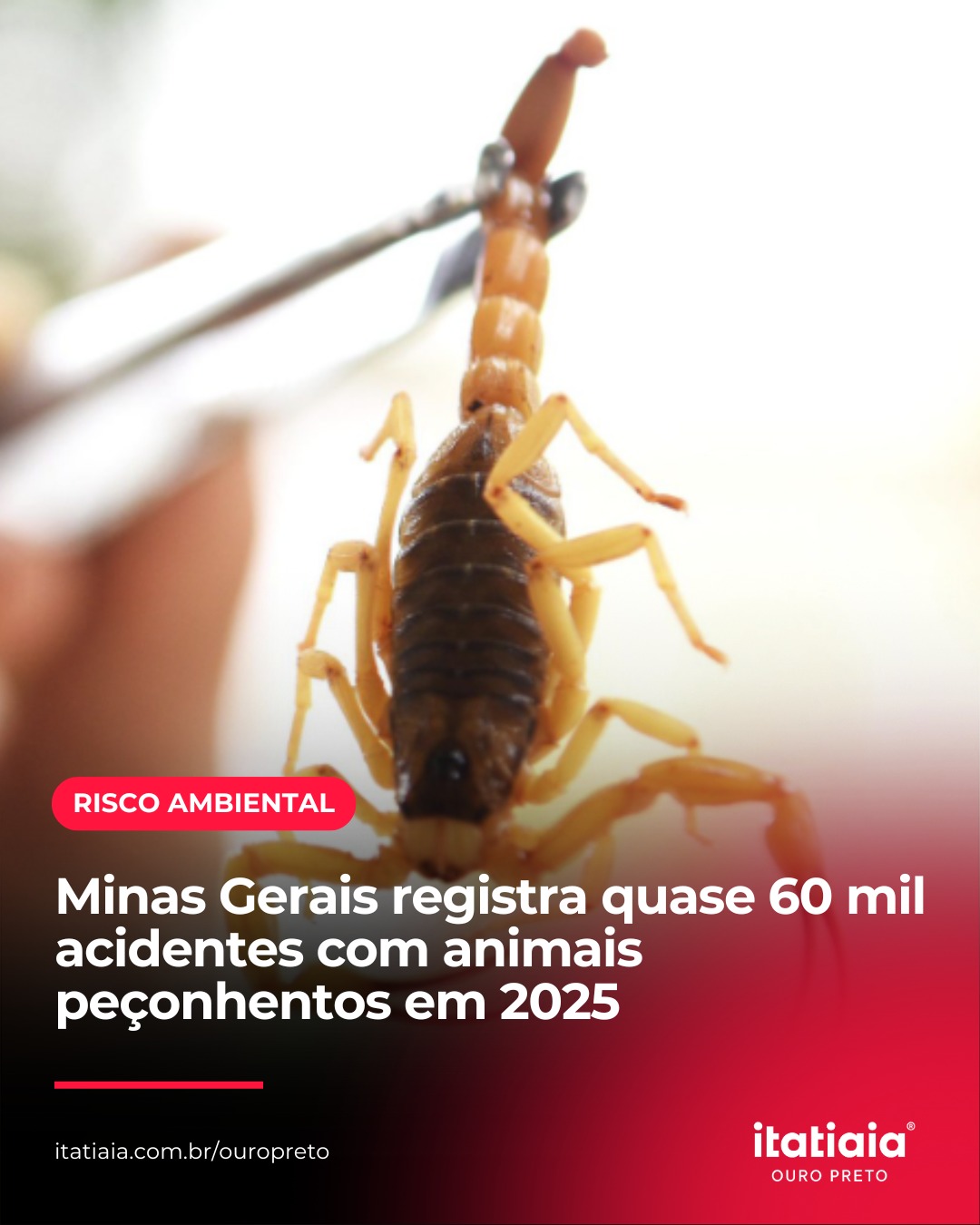 Zona da Mata enfrenta aumento de risco com animais peçonhentos durante período chuvoso