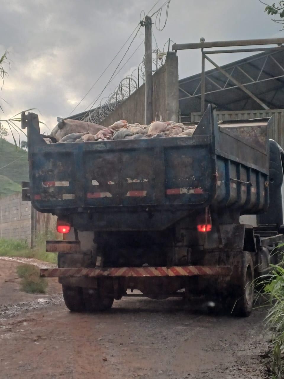 Moradores do Latão denunciam “Depósito de Ossos” por mau cheiro e infestação de moscas e urubus