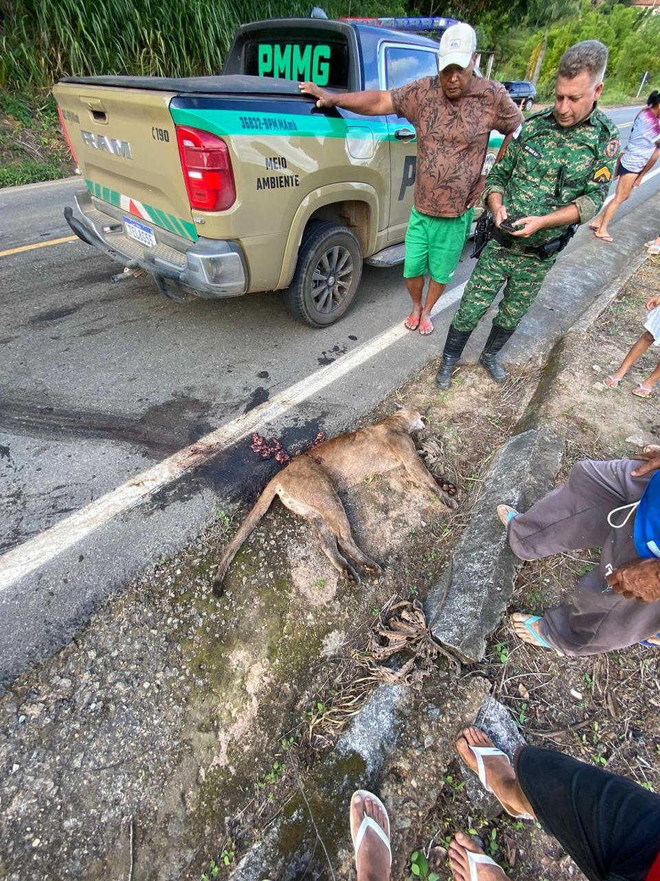 Onça-parda é encontrada morta em rodovia estadual em Piranga