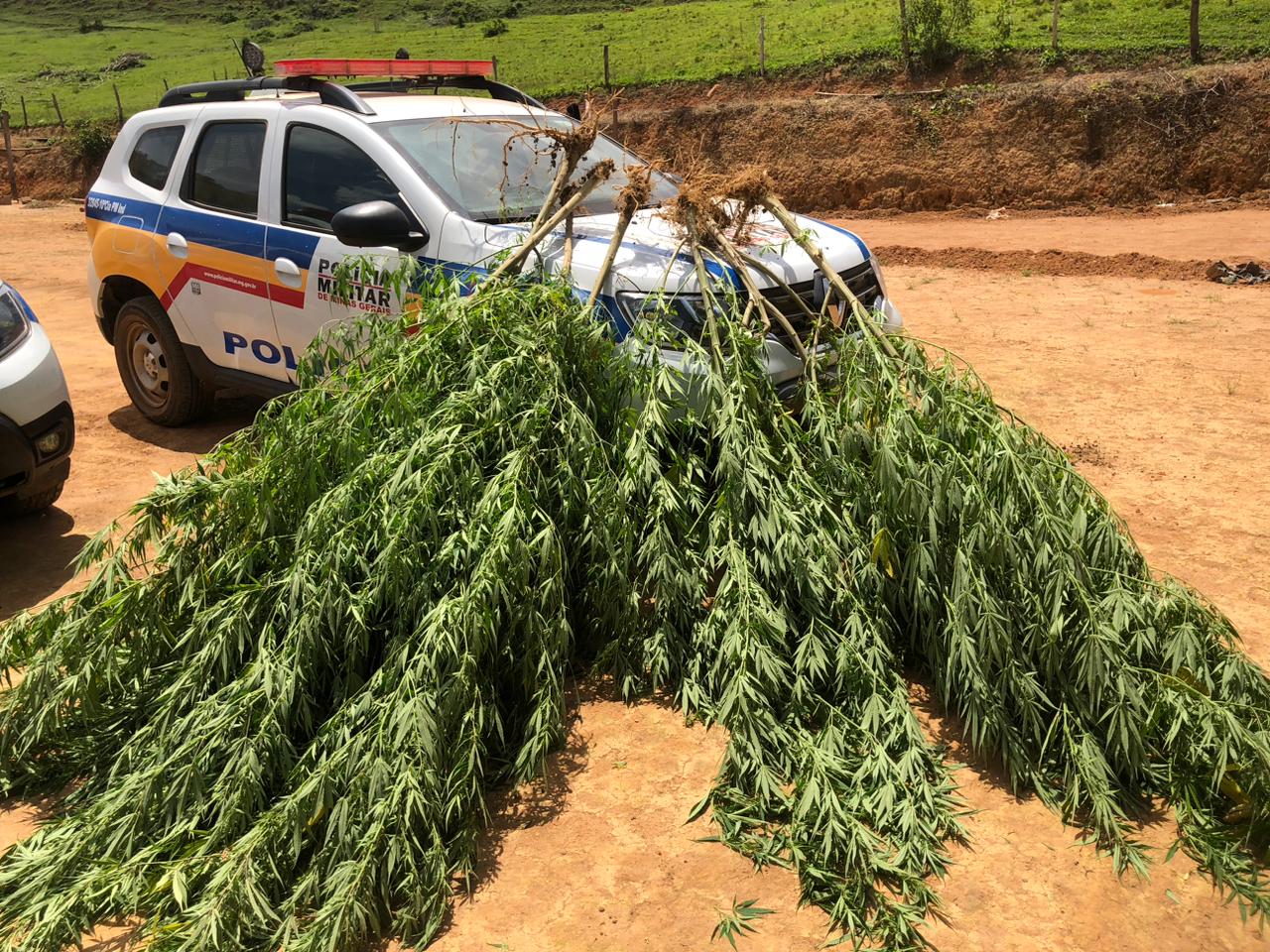 PM apreende 52 pés de maconha na zona rural de São Miguel do Anta