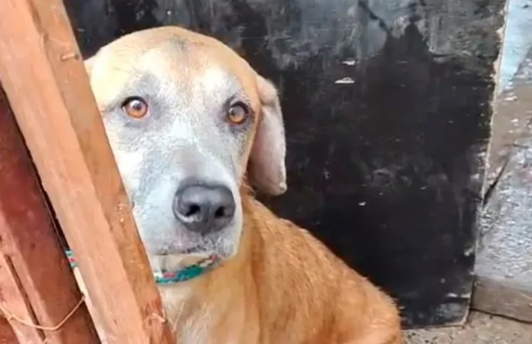 Crianças e cães são resgatados de situação de abandono em residência de Viçosa