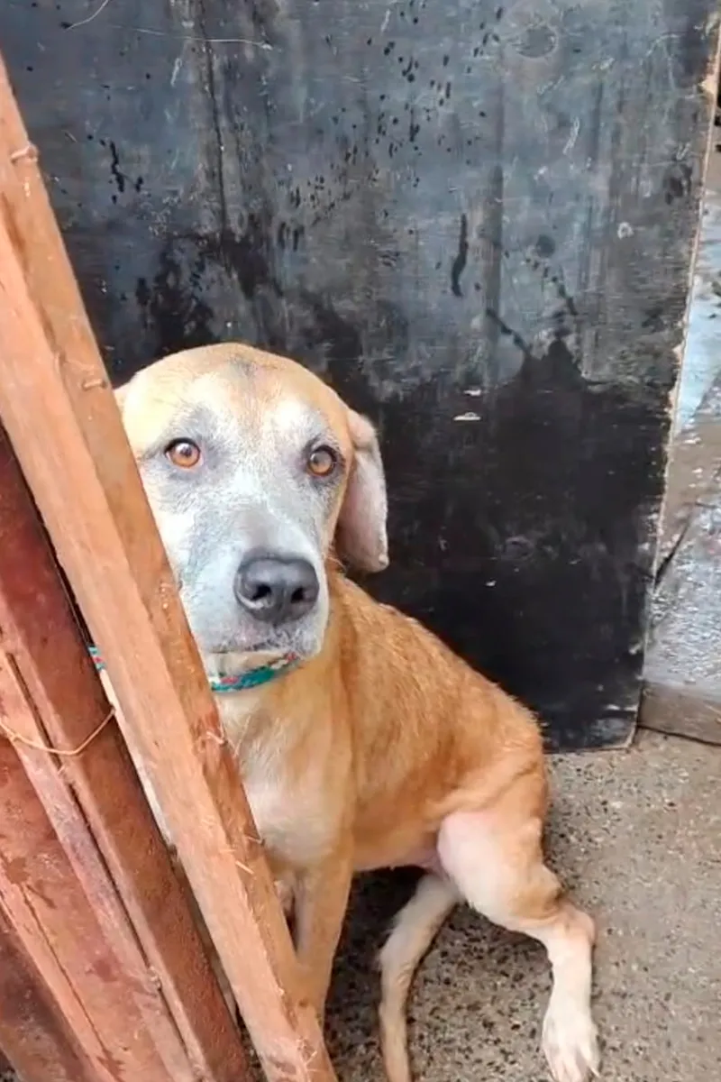 Crianças e cães são resgatados de situação de abandono em residência de Viçosa
