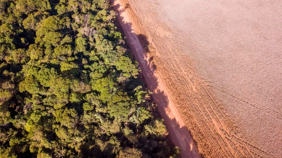 Pesquisas da UFV sobre desmatamento da Amazônia ganham destaque em jornal do agronegócio