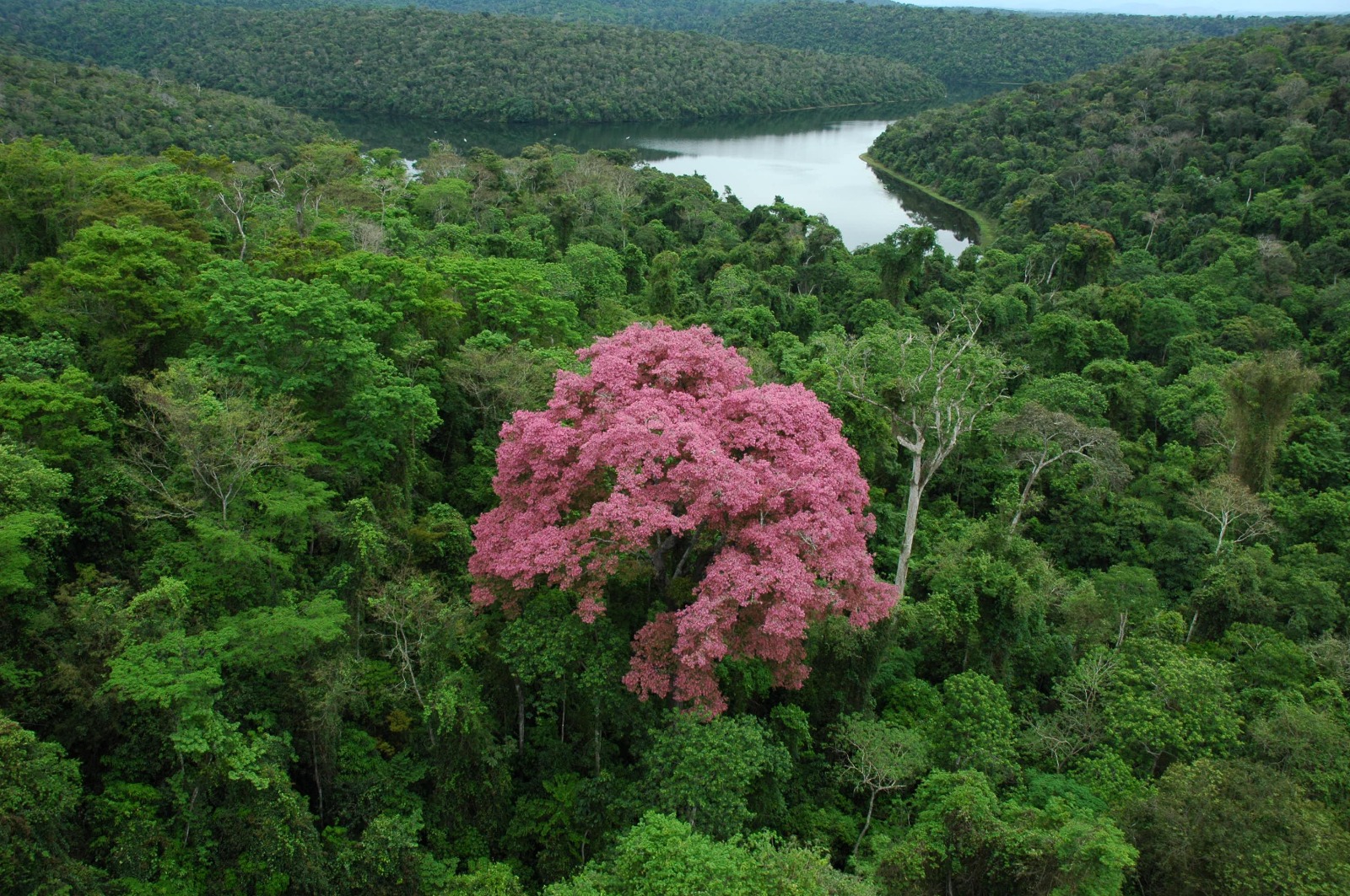 Instituto Estadual de Florestas seleciona organização parceira para gestão do Parque Estadual do Rio Doce