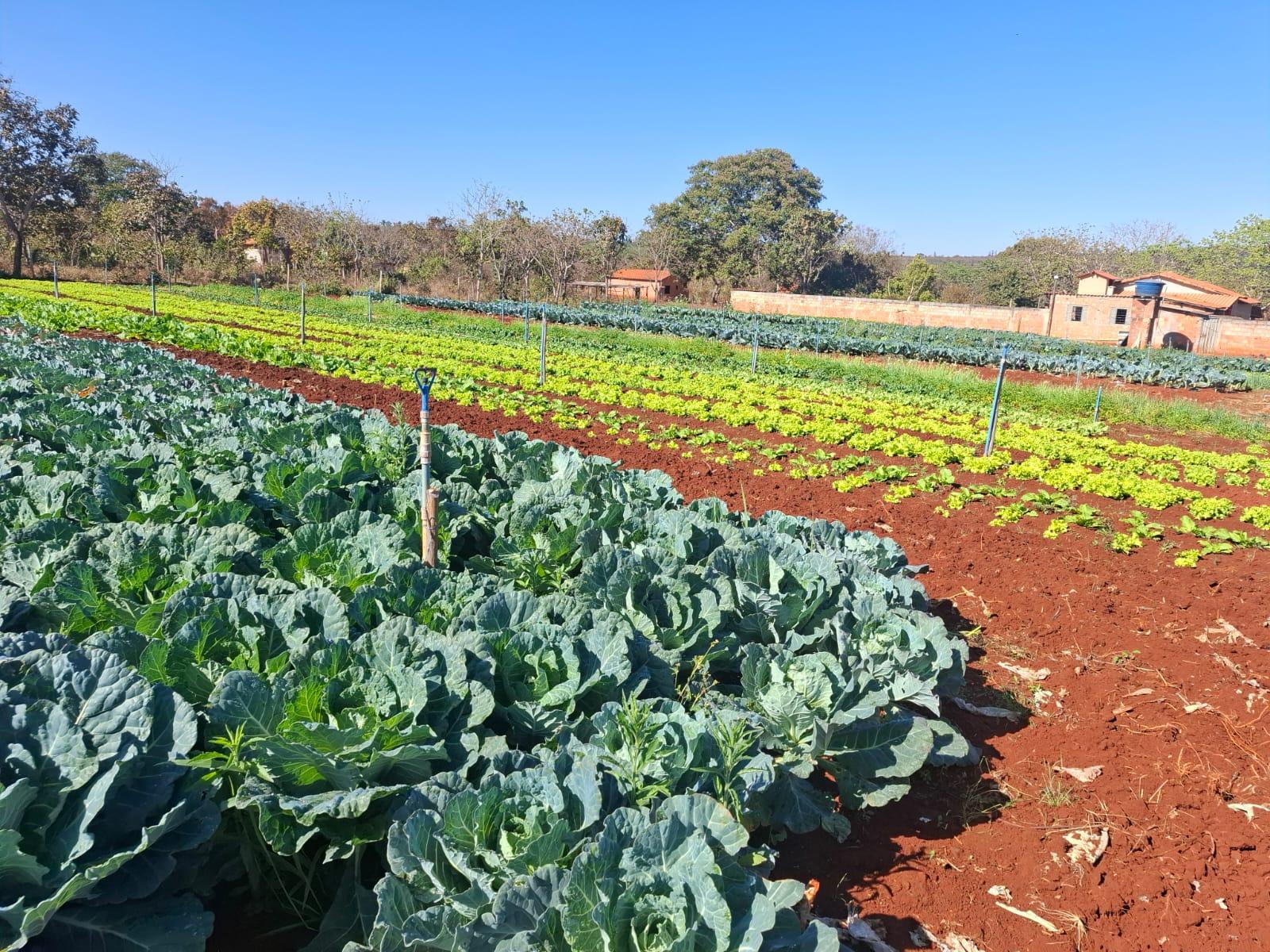 Emater-MG ensina como cultivar uma horta doméstica produtiva