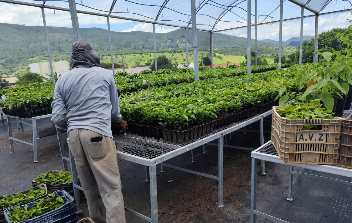 Epamig começa implantação de unidades demonstrativas de café no Vale do Jequitinhonha
