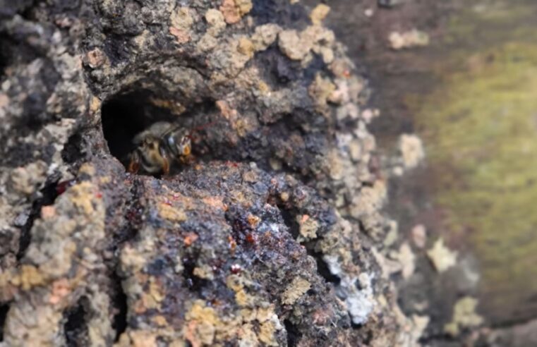 Documentário em parceria com a UFV registra abelhas ameaçadas no Rio Doce