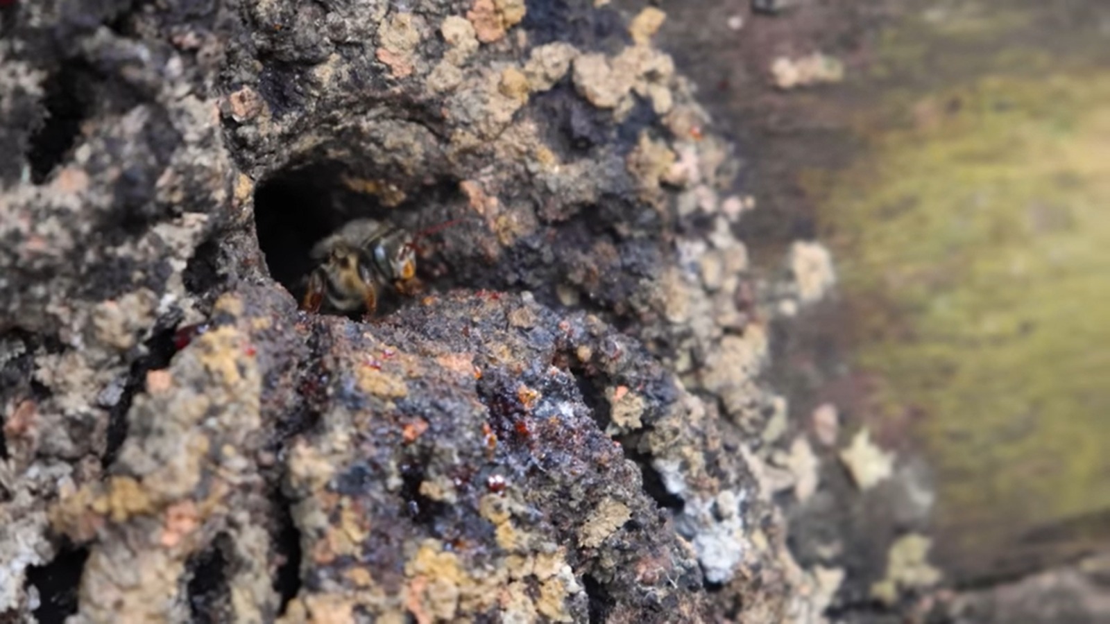 Documentário em parceria com a UFV registra abelhas ameaçadas no Rio Doce