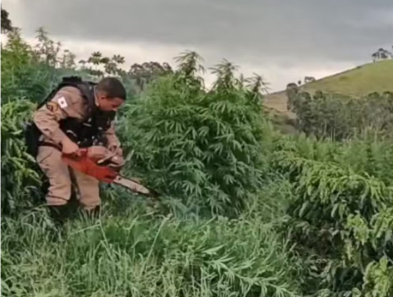 PM destrói plantação com 500 pés de maconha na Zona da Mata