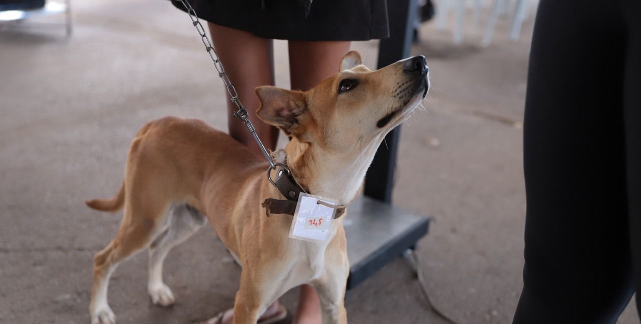 Minas Gerais atua com ações integradas de educação, prevenção e fiscalização na proteção animal