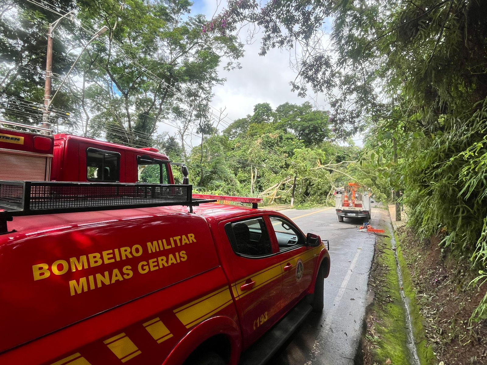 Queda de árvore causa interdição na avenida Castelo Branco em Viçosa