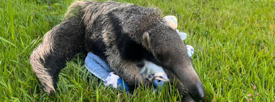 Filhote de tamanduá é acolhido no Cetras de Patos de Minas e segue em reabilitação para retorno à natureza