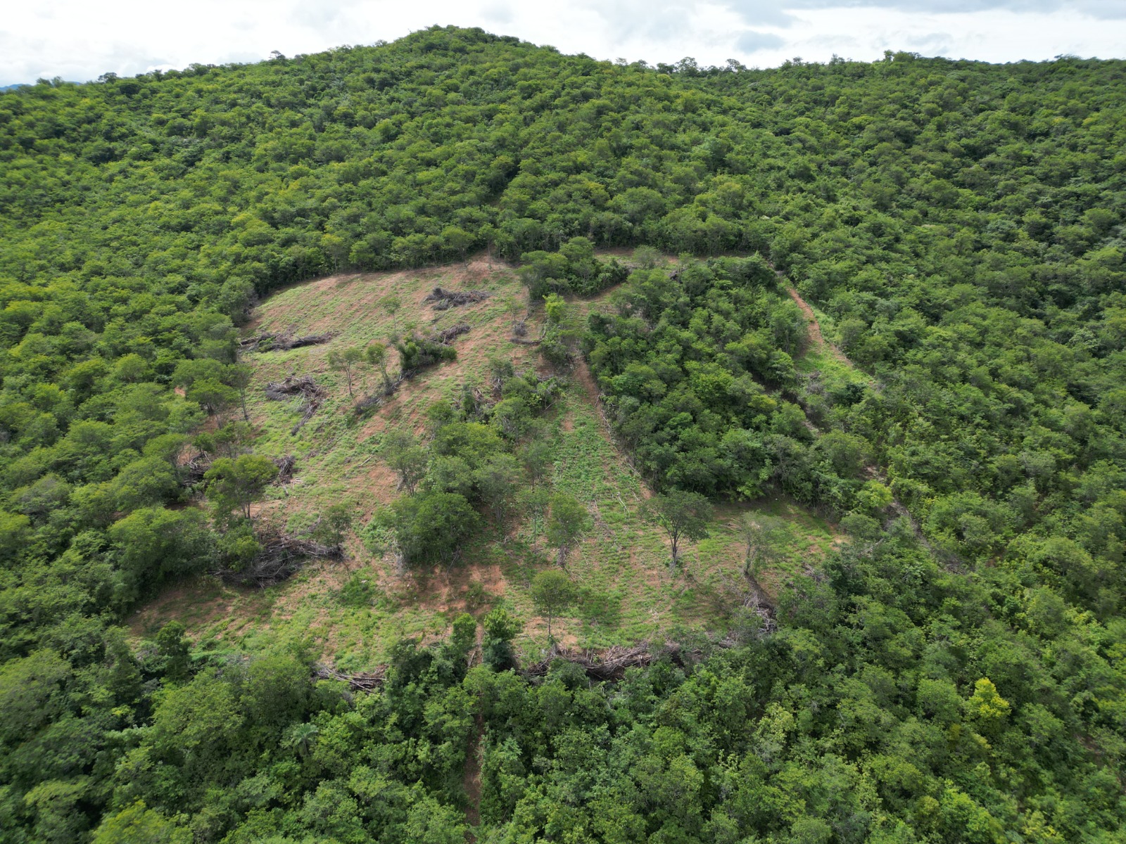 Fiscalização ambiental coíbe desmatamentos ilegais no Norte de Minas