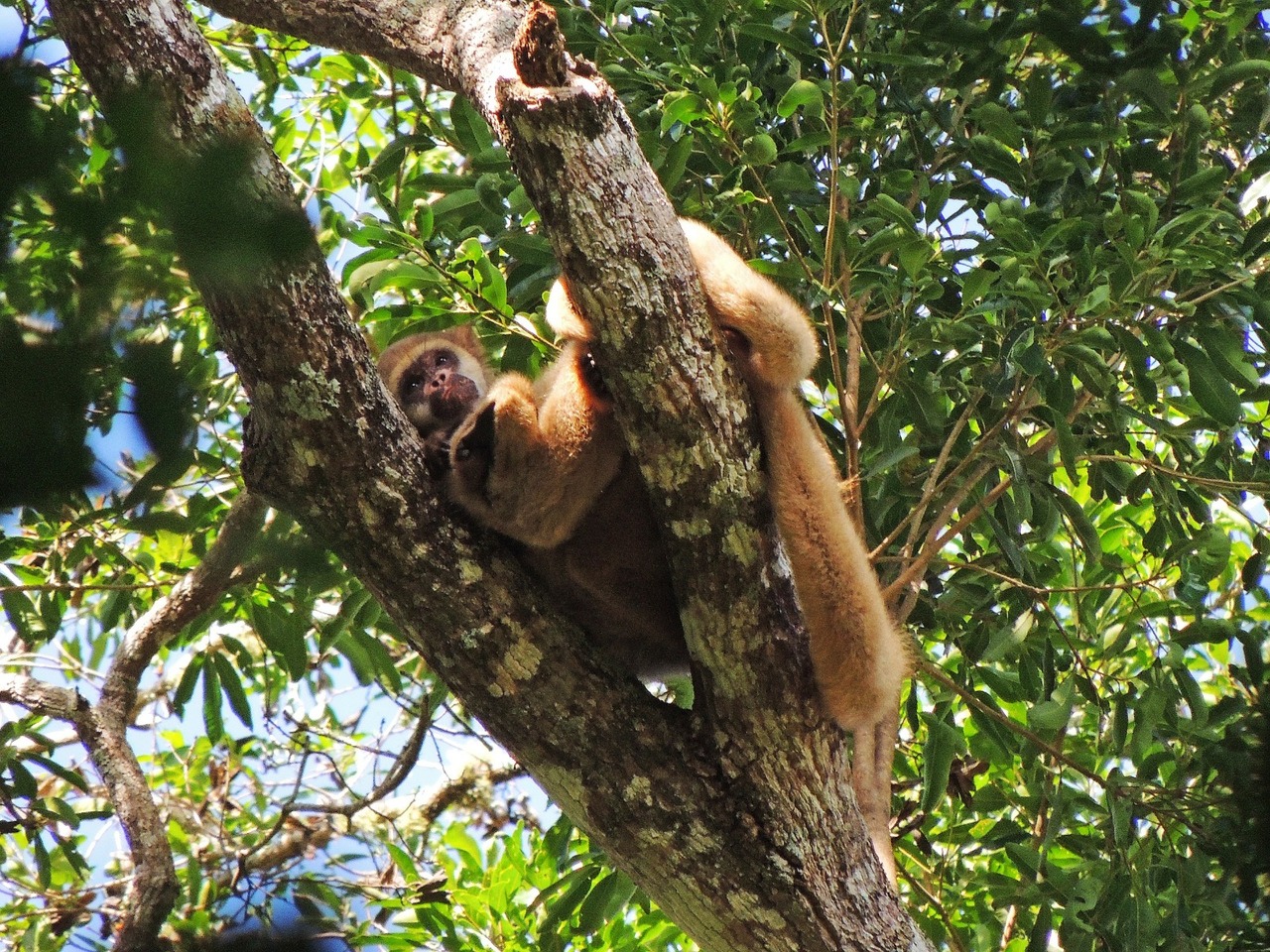 UFV e PMMG integram força-tarefa para salvar o Muriqui-do-Norte da extinção
