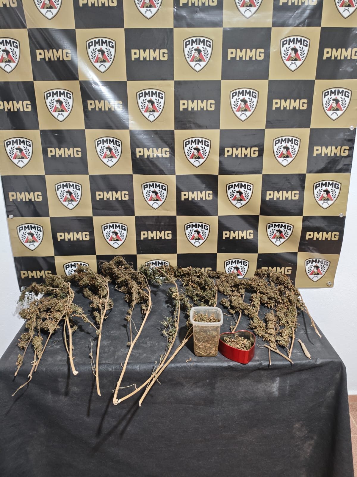 Polícia Militar encontra plantação de maconha em residência em Araponga