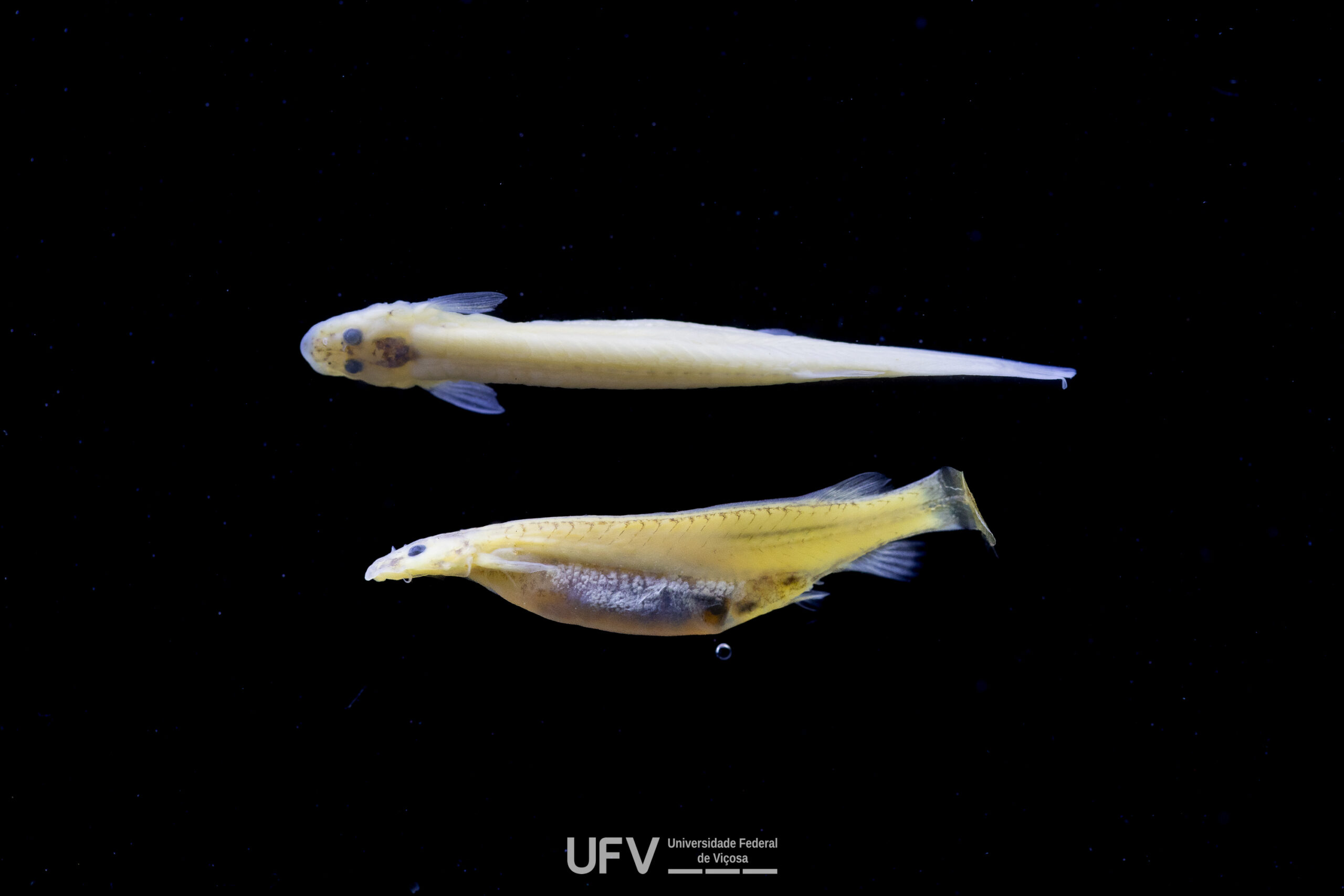 Pesquisadora da UFV descreve duas novas espécies de peixes vampiros