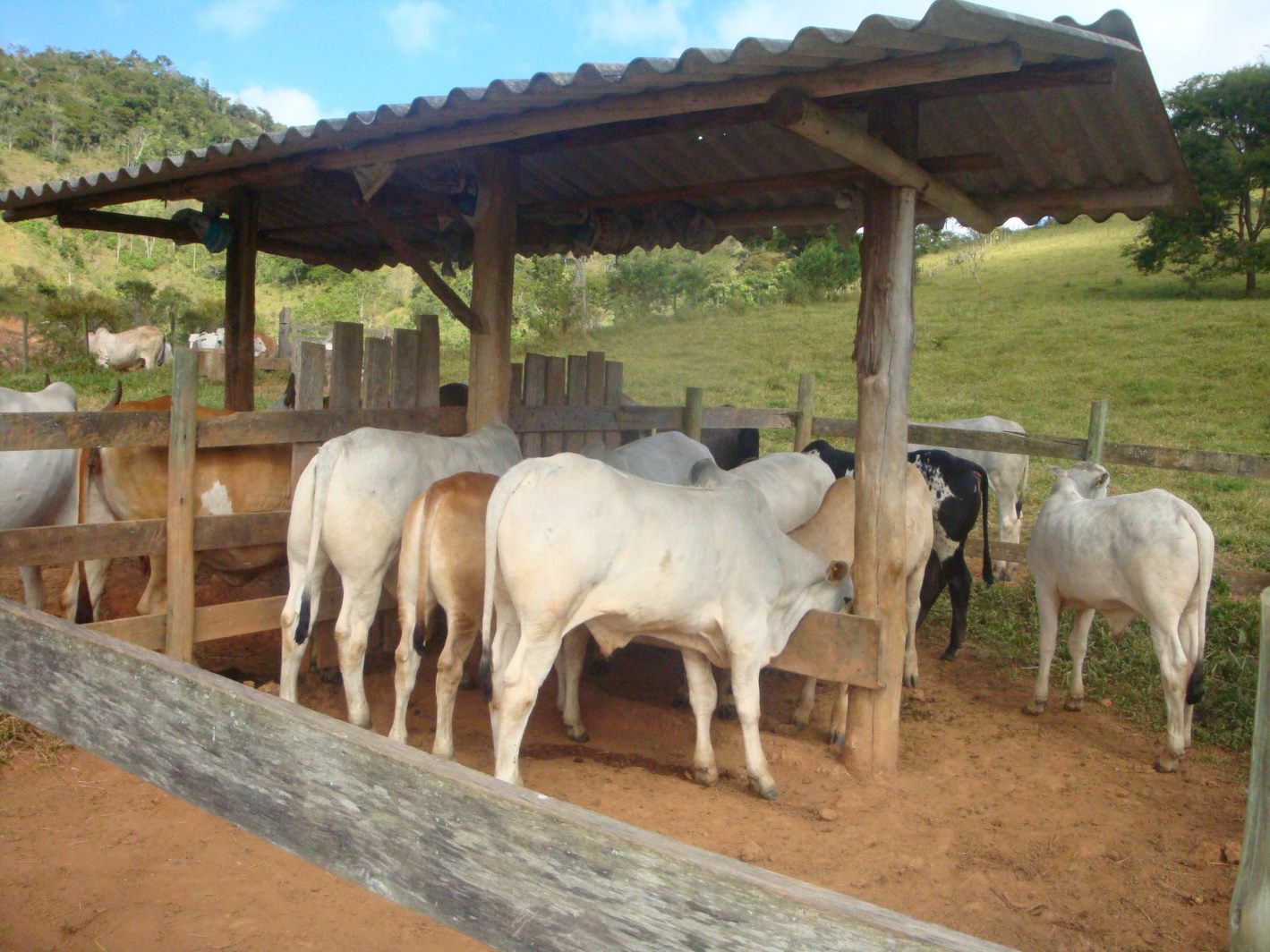 Instituto Mineiro de Agropecuária inicia atualização de rebanhos no estado