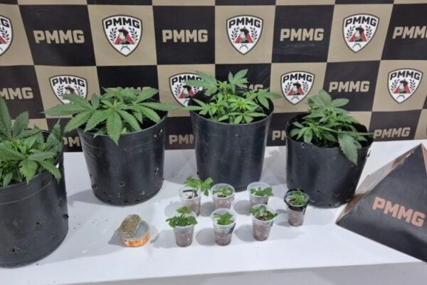 Mulher é presa após PM localizar plantação de maconha em residência no bairro São Francisco, em Muriaé