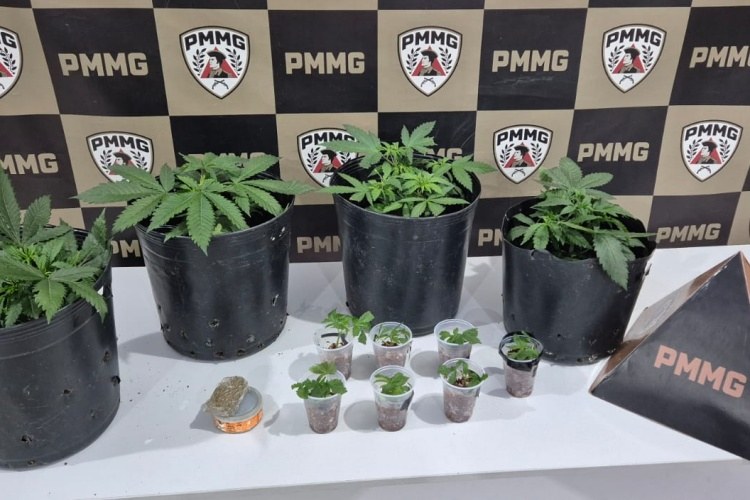 Mulher é presa após PM localizar plantação de maconha em residência no bairro São Francisco, em Muriaé