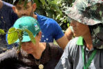 Emater-MG incentiva o cultivo de pimenta-do-reino nos Vales do Mucuri e Jequitinhonha