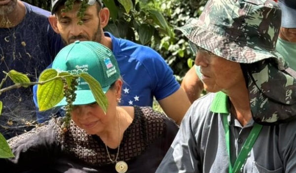 Emater-MG incentiva o cultivo de pimenta-do-reino nos Vales do Mucuri e Jequitinhonha
