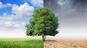 UFV lidera projeto internacional para avaliar impactos das mudanças climáticas na agricultura brasileira
