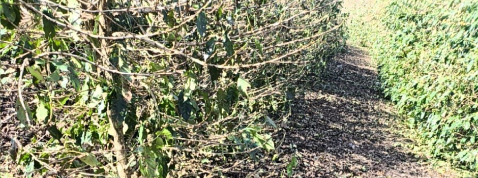 Lavouras de café danificadas pelo granizo? Confira orientações para a recuperação