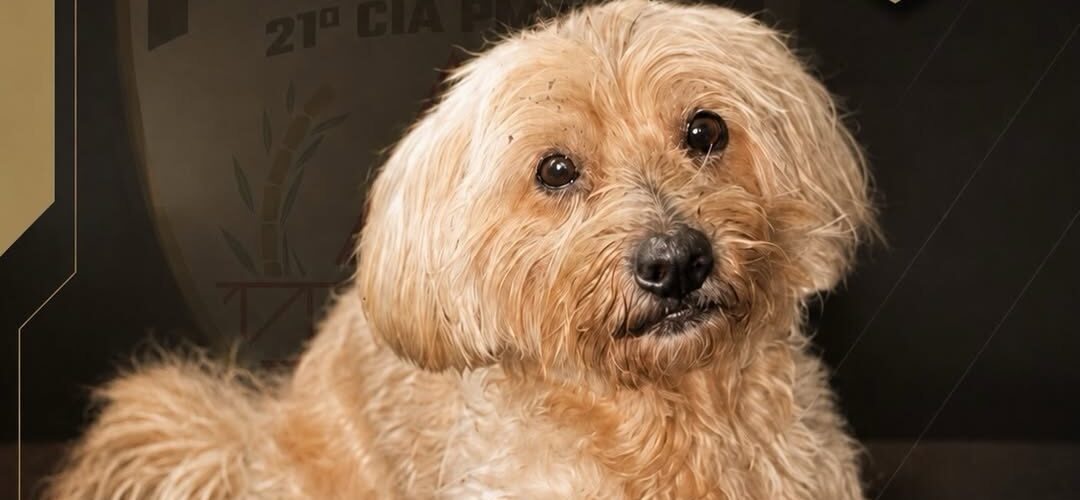 Cão furtado é recuperado pela PM e dois suspeitos são presos em Ponte Nova