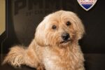Cão furtado é recuperado pela PM e dois suspeitos são presos em Ponte Nova