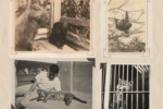 Projeto de zoológico experimental da década de 1930 é resgatado por pesquisadores da UFV