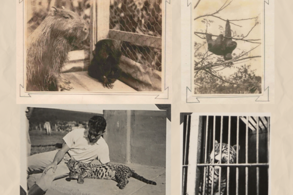 Projeto de zoológico experimental da década de 1930 é resgatado por pesquisadores da UFV