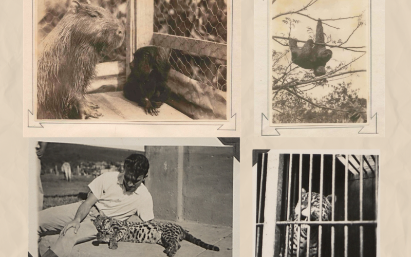 Projeto de zoológico experimental da década de 1930 é resgatado por pesquisadores da UFV