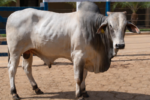 Funarbe abre seleção para venda de tourinhos com avaliação genética da UFV
