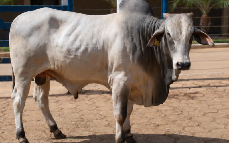 Funarbe abre seleção para venda de tourinhos com avaliação genética da UFV
