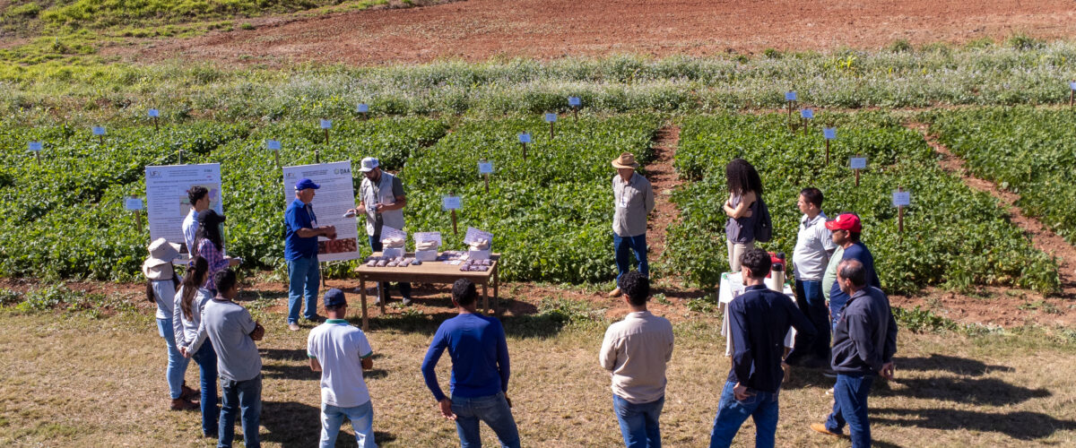 Dia de Campo da Semana do Fazendeiro apresenta pesquisas da UFV sobre melhoramento genético do feijão