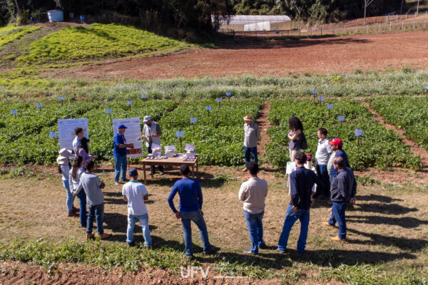 Dia de Campo da Semana do Fazendeiro apresenta pesquisas da UFV sobre melhoramento genético do feijão
