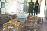 Operação apreende mais de 150 aves silvestres e prende sete pessoas na Zona da Mata