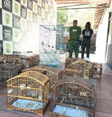 Operação apreende mais de 150 aves silvestres e prende sete pessoas na Zona da Mata