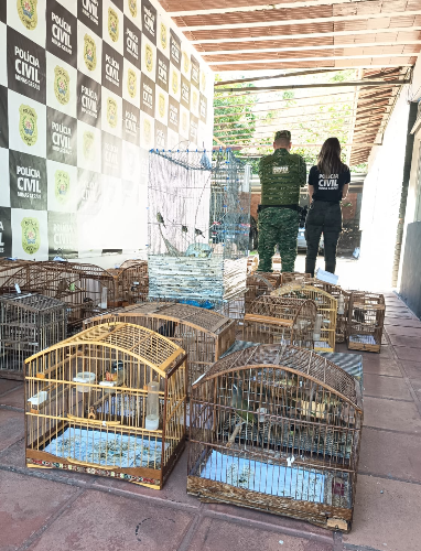 Operação apreende mais de 150 aves silvestres e prende sete pessoas na Zona da Mata