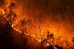 Bombeiros combatem incêndio em lote vago no bairro Júlia Molar, em Viçosa