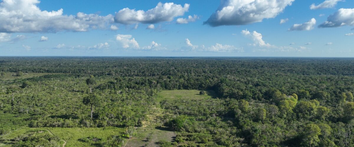 Pesquisa da UFV aponta limites na recuperação climática de florestas secundárias na Amazônia