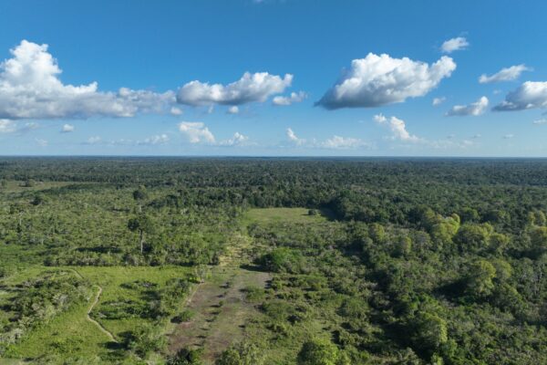 Pesquisa da UFV aponta limites na recuperação climática de florestas secundárias na Amazônia