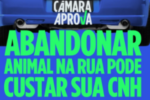 Projeto prevê suspensão da CNH para quem abandonar animais nas ruas