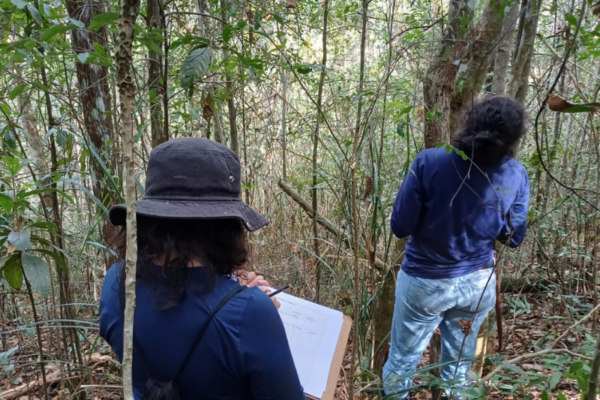 Mudanças climáticas podem reduzir área adequada para 73% das árvores prioritárias do Rio Doce