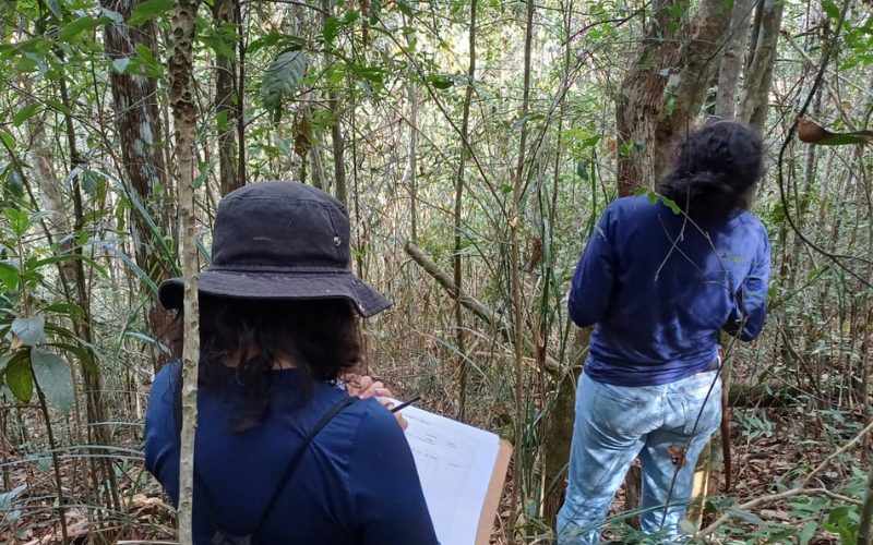 Mudanças climáticas podem reduzir área adequada para 73% das árvores prioritárias do Rio Doce