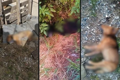 Três cães são encontrados mortos em Divinésia e grupo denuncia suspeita de envenenamento
