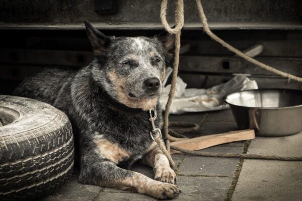 Polícia Civil prende mulher suspeita de maus-tratos contra cães em Visconde do Rio Branco