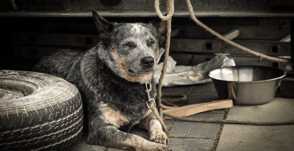 Polícia Civil prende mulher suspeita de maus-tratos contra cães em Visconde do Rio Branco