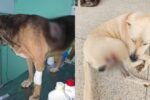 Polícia investiga morte de cães e suspeita de envenenamento em Divinésia