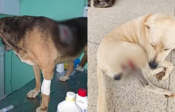 Polícia investiga morte de cães e suspeita de envenenamento em Divinésia